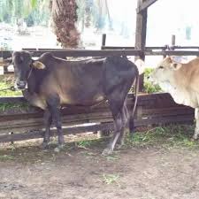 Selain itu tulang anak lebih kuat dan gigi cepat tumbuh. Jual Beli Lembu Posts Facebook