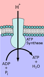 When a cell needs energy, it breaks this bond to form adenosine diphosphate (adp) and a free phosphate molecule. Atp Synthase Wikipedia