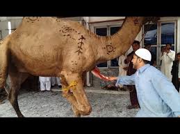 Qurbani 2017 eid ul adha bakra eid in pakistan ( heart touching ). Download Killing Of Camel Vid 3gp Mp4 Codedfilm