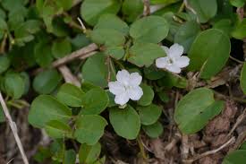 Image result for Evolvulus nummularius