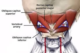 The skull is embryologically derived from mesoderm and neural crest and will fuse, harden, and mold from gestation through adulthood. The Ultimate Guide To The Suboccipital Muscles Iron Neck