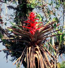 Image result for Blumea squarrosa