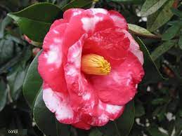 Love Camellias Because They Are Beautiful And They Remind Me Of My Grandparents House Plants Camellia Flowers