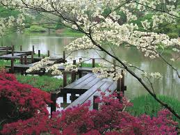 Blog blogger computer internet typography text media blogging. Peaceful Nature Flowers Wallpapers We Need Fun