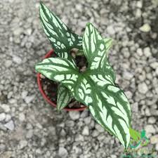 Image result for Cercestis congensis