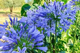 Image result for Amaryllidaceae