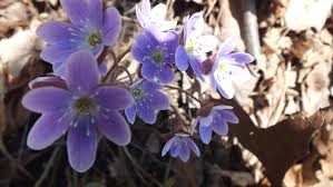 Faça sua escolha entre diversas cenas semelhantes. Early Spring Wildflowers At Cootes Paradise In Burlington