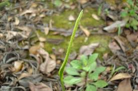 Image result for Ophioglossum reticulatum