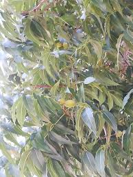 Image result for Afrocanthium mundianum