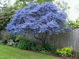 Image result for Vitex strickeri