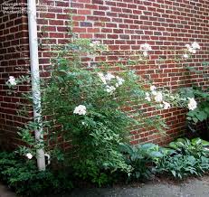 Posted on september 5, 2017 by gardeninacity. Plantfiles Pictures Rosa Found Rose Hybrid Musk Rose Darlow S Enigma Rosa By Bungalow1056