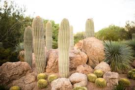 Tickets, tours, hours, address, desert botanical garden reviews: The Desert Botanical Garden Why You Should Visit Obsessed By Portia