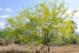 Image result for Parkinsonia africana