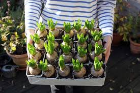 Snowdrops bulbs for planting now spring flowering bulbs double single snowdrops bulbs spring flowering bulb collection pack wild daffodil snowdrops bulbs in the green.(diameter: How To Plant Spring Flowering Bulbs