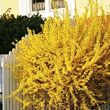 Forsythia Shrub In 2020 Shrubs Garden Shrubs Flower Landscape
