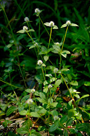 Image result for Gomphrena celosioides