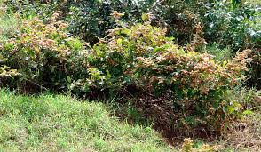 Image result for Flemingia