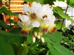 Image result for Sparrmannia africana