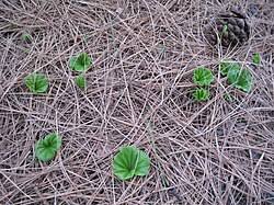 Image result for Nervilia crociformis