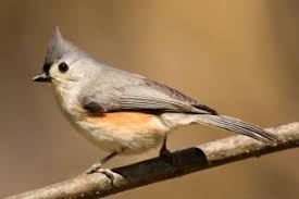 Small Gray Bird With Black And White Head Tufted Titmouse Titmouse Pet Birds Backyard Birds