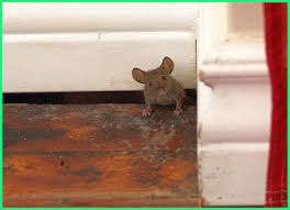 Untuk mengaplikasikan tata cara pembagian waris dengan nominal harta warisan tertentu sebelumnya mesti dipahami bahwa. Artikel Cara Agar Tikus Keluar Dari Rumah Hbs Blog Hakana Borneo Sejahtera