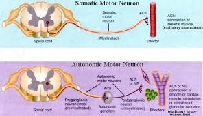 Neuroanatomyblog Peripheral Nervous System The Peripheral Nervous System Is Divided Into Two Major Pa Nursing Notes Peripheral Nervous System Nervous System