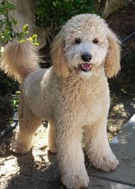 We frequently get asked when should i take my puppy to get groomed for the first time? and what type of haircut should i ask for to get the perfect teddy bear look? 20 Best Goldendoodle Haircut Pictures The Paws