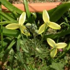 Image result for Baphia massaiensis