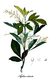 Image result for Lovoa swynnertonii