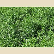 Baccharis Pilularis Pigeon Point Shrubs Plant Type Boething Treeland Farms Moss Terrarium Types Of Plants Planting Shrubs