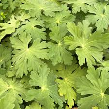 Image result for Geranium vagans