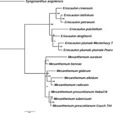 Image result for Mesanthemum africanum