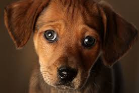 Those Puppy Dog Eyes You Can't Resist? Thank Evolution - The New ...