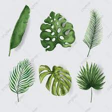Tropical Leaf Watercolor Set Vector Leaf Clipart Eaf Colourful Png And Vector With Transparent Background For Free Download Tropical Leaves Leaf Clipart Botanical Decor