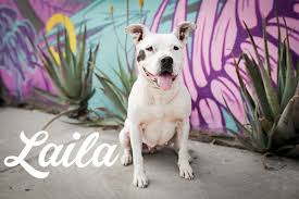 Animal adoptions are held monday, tuesday, thursday and friday 11 a.m. Downtown Dog Rescue Los Angeles Dog Rescue
