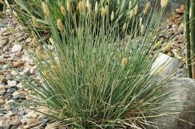 Image result for Barleria setosa