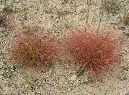 Image result for Eragrostis volkensii
