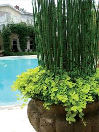 Phyllostachys humilis bambou en pot. 1001 Idees De Plante Brise Vue Pour Balcon Ou Jardin