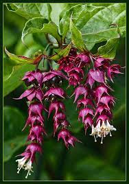 Purple Potpourri Unusual Flowers Rare Flowers Unique Flowers