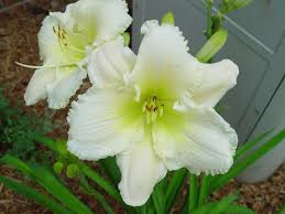 Any of these favorites will work well: Perennials That Like Morning Sun Re Morning Shade Afternoon Sun What Should I Plant Perennials Hardscape Plants