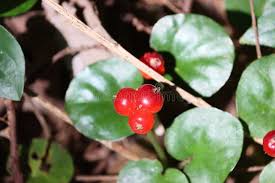 Image result for Geophila