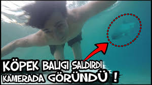 Kopek Baligi Saldirdi Gercek Kamerada Gorundu Youtube
