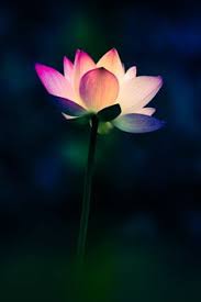 Very very fancy magnetic tiny canvas blacklight and glow in the dark art. 73 Glowing Flower Ideas In 2021 Glowing Flowers Flowers Ultra Violet