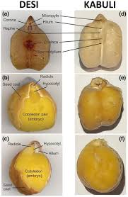 Image result for Cicer arietinum