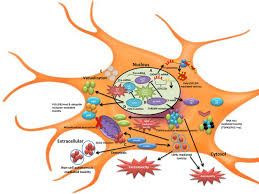 .the disease mechanism of amyotrophic lateral sclerosis (als), also known as lou gehrig's disease. From Mouse Models To Human Disease An Approach For Amyotrophic Lateral Sclerosis In Vivo