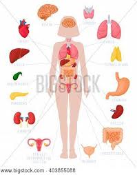 Download 833 woman human body free vectors. Woman Internal Organs Vector Photo Free Trial Bigstock