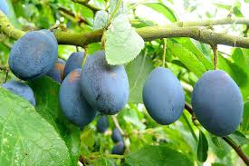 We did not find results for: Damson Wikipedia