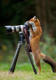 17 Animals Who Ve Totally Got This Animals Wild Animals And Pets Cute Animals