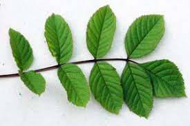 Cutting back ash trees appropriately helps to establish a strong branch structure around a origin: Ash Woodlands Co Uk