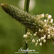 Image result for Plantago